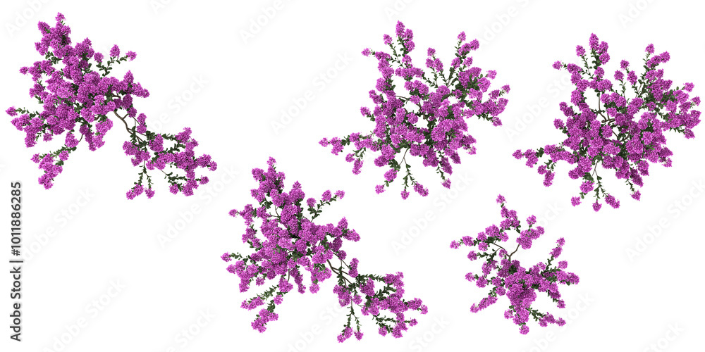 Poster 3d rendering of crepe myrtle trees on transparent background from top view
