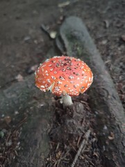 Fly agaric in the forest
