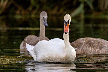 Obraz premium A family of white mute swan in the wild 