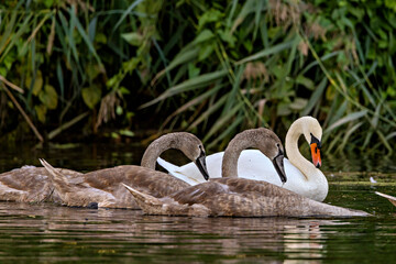 A family of white mute swan in the wild	