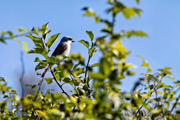 A red backed shrike in the wild