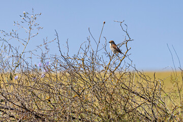 A red backed shrike in the wild