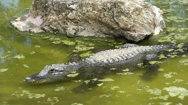 Alligator caiman in the jungle landscape 