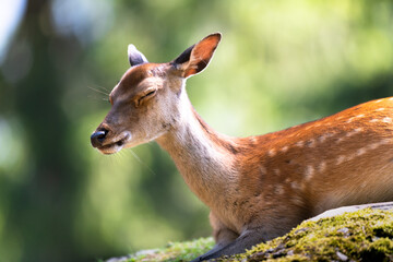 Beautiful close up of young deer fawn face in nature during fall autumn season