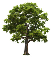 Obraz premium PNG Tree plant oak white background.