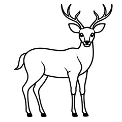 deer illustration
