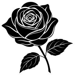 black rose isolated on white