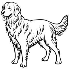 golden retriever dog