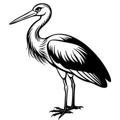white stork ciconia