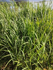 coastal grass by the lake
