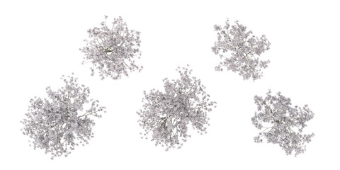 3d rendering of Magnolia stellata trees on transparent background from top view © Saifstock