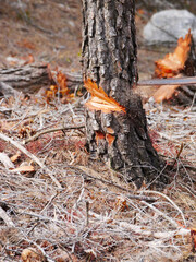 cutting an Aleppo pine, (pinus halepensis), with a chainsaw and in the shape of a wedge