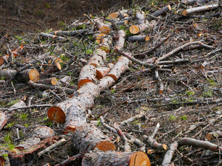 Felling of Aleppo pines (pinus halepensis) and chopping up their trunks to make biomes, and reduce tree vegetation, to prevent forest fires, and control climate change
