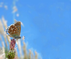 P. bellargus