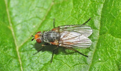 Mosca