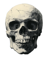 Obraz premium Vintage engraved skull card design png, transparent background. A skull is drawn sketch print. Illustration for cover, card, postcard, interior design, banner, poster, brochure or presentation.
