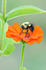 Bumblebee collecting pollen from orange zinnia in flower garden