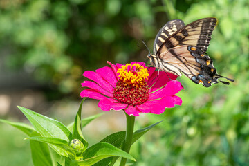 Yellow swallowtail butterfly perched on bright pink zinnia flower in garden