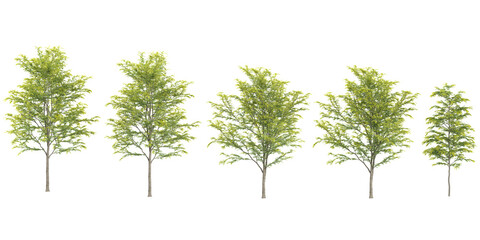 Collection of Silver birch plants with transparent background