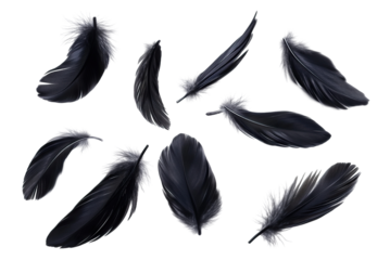 Set of black feathers flying in the air, isolated on transparent cutout background