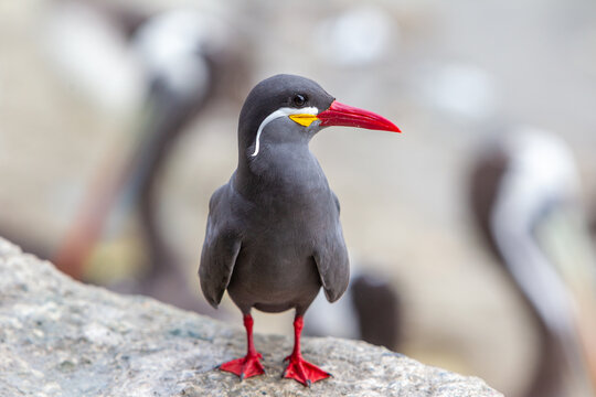 The Gaviot&iacute;n Zarcillo, also known as the Inca Tern, is a striking seabird native to the coasts of Peru and Chile, with Paracas being one of the ideal locations to spot them.