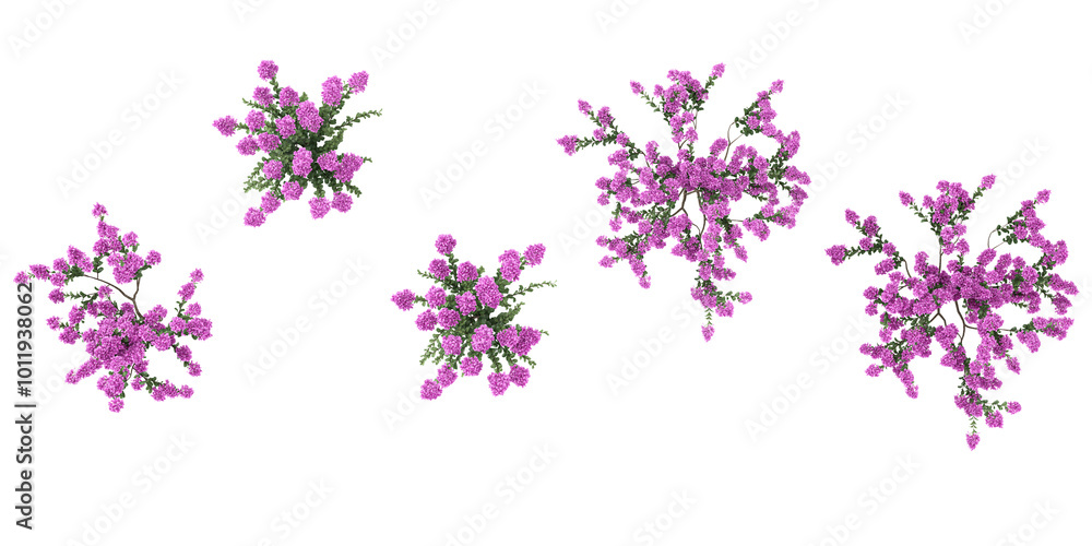 Poster set of crepe myrtle trees on transparent background from the top view
