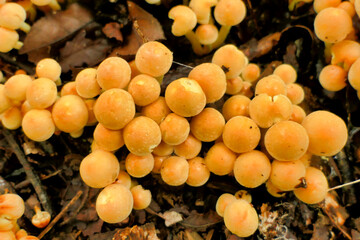 Hypholoma fasciculare (aka sulphur tuft, sulfur tuft or clustered woodlover) growing through wood chippings laid on a forest path
