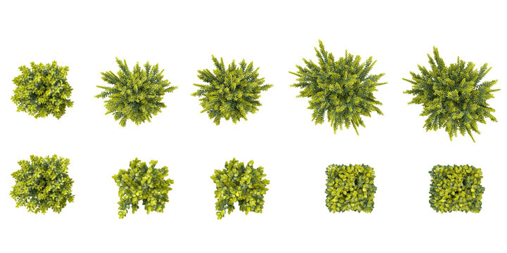 Set of japanese holly plants  isolated on transparent background from the top view