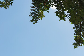 A clear blue sky with the upper branches and leaves of a tree visible at the top, capturing the tranquility of nature on a bright, sunny day. Top of a big tree and branches with sky and white cloud