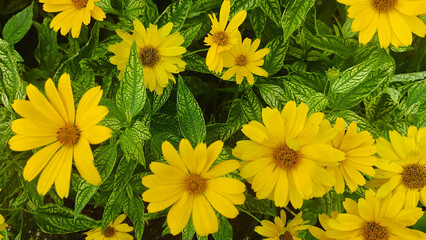 yellow flowers in the garden