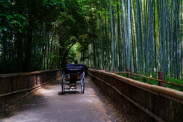 Bamboo Forest, Arashiyama Bamboo Grove or Sagano Bamboo Forest