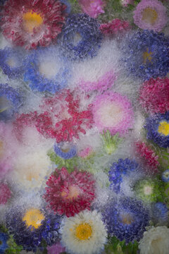 abstract background with red, pink, blue and purple autumn aster flowers frozen in ice water
