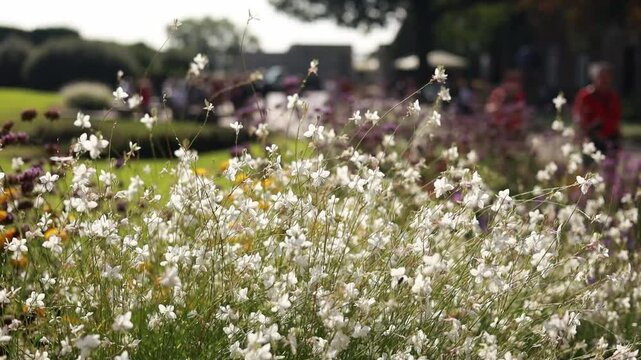 Field of white gaura flowers swaying in the breeze. Delicate petals and long stems. Blurred background, meadow or garden setting. Bees buzzing around the flowers,