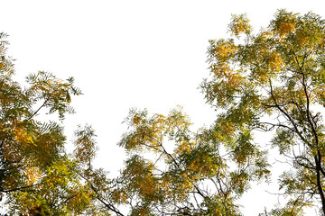 Tree tops with yellow-green leaves on isolated white background. PNG format