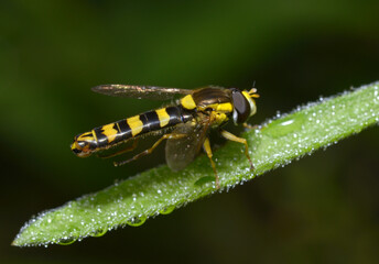 fly long hoverfly, Sphaerophoria scripta, sitting on a plant