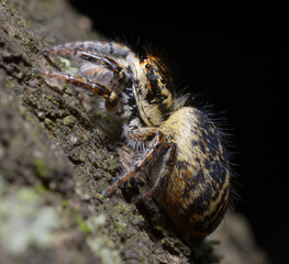 Jumping spider, Salticidae, sitting on a tree trunk
