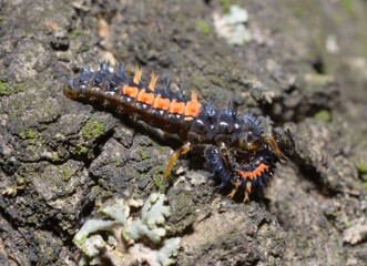 larvae of a large lady beetle or ladybug, Harmonia axyridis, crawling on a tree trunk