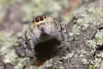 Jumping spider, Salticidae, sitting on a tree trunk