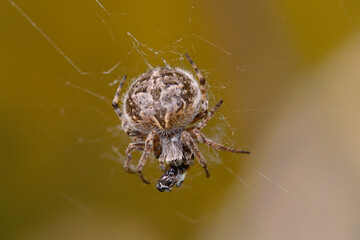 European garden spider, Agalenatea redii, feeding on its prey
