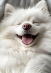 A joyful fluffy dog lies contentedly tongue out and eyes closed basking in happiness