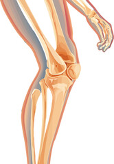 Fototapeta premium Human knee joint and leg in x-ray