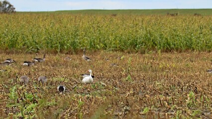 Weiße Hausgans zwischen  Graugänsen (Anser anser) und Weißwangengänsen (Branta leucopsis)
