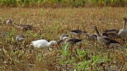 Weiße Hausgans zwischen  Graugänsen (Anser anser) und Weißwangengänsen (Branta leucopsis)