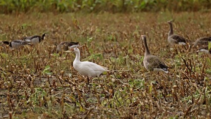 Weiße Hausgans zwischen  Graugänsen (Anser anser) und Weißwangengänsen (Branta leucopsis)
