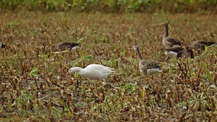 Weiße Hausgans zwischen  Graugänsen (Anser anser) und Weißwangengänsen (Branta leucopsis)