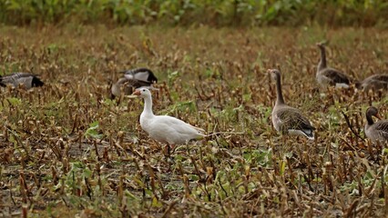 Weiße Hausgans zwischen  Graugänsen (Anser anser) und Weißwangengänsen (Branta leucopsis)