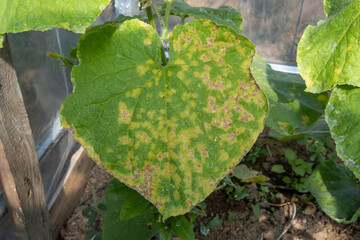 Cucumber leaf showing symptoms of downy mildew disease