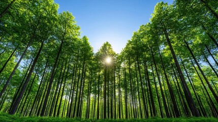 A photostock images of a dense forest with tall trees and sunlight filtering through