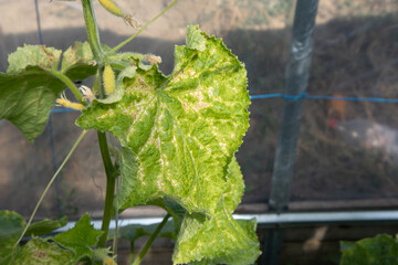 Cucumber plant showing symptoms of mosaic virus
