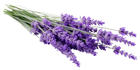 Fototapeta premium PNG Lavender branches blossom flower plant.